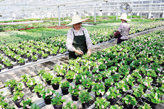 太倉現(xiàn)代農(nóng)業(yè)園馴化溫室投入使用