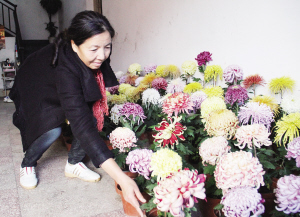 陳麗芳 菊花圈里公認(rèn)的“花王”